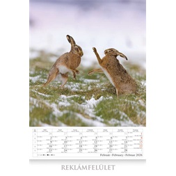 CSG 2026 Vadász a Kárpát-medencében 33,5x45,5 cm falinaptár